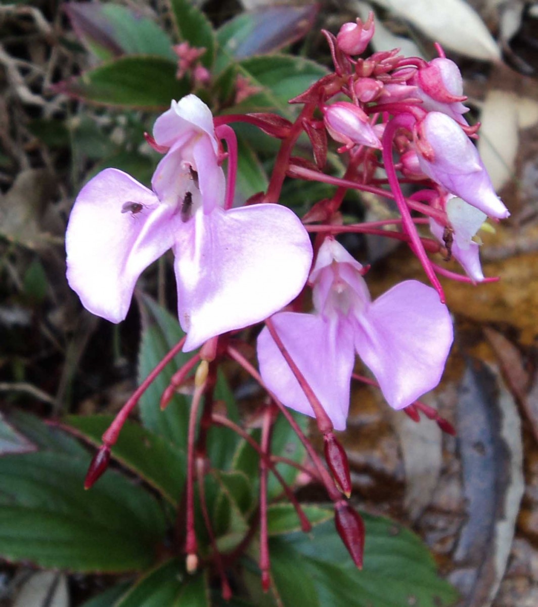 Impatiens elongata Arn.